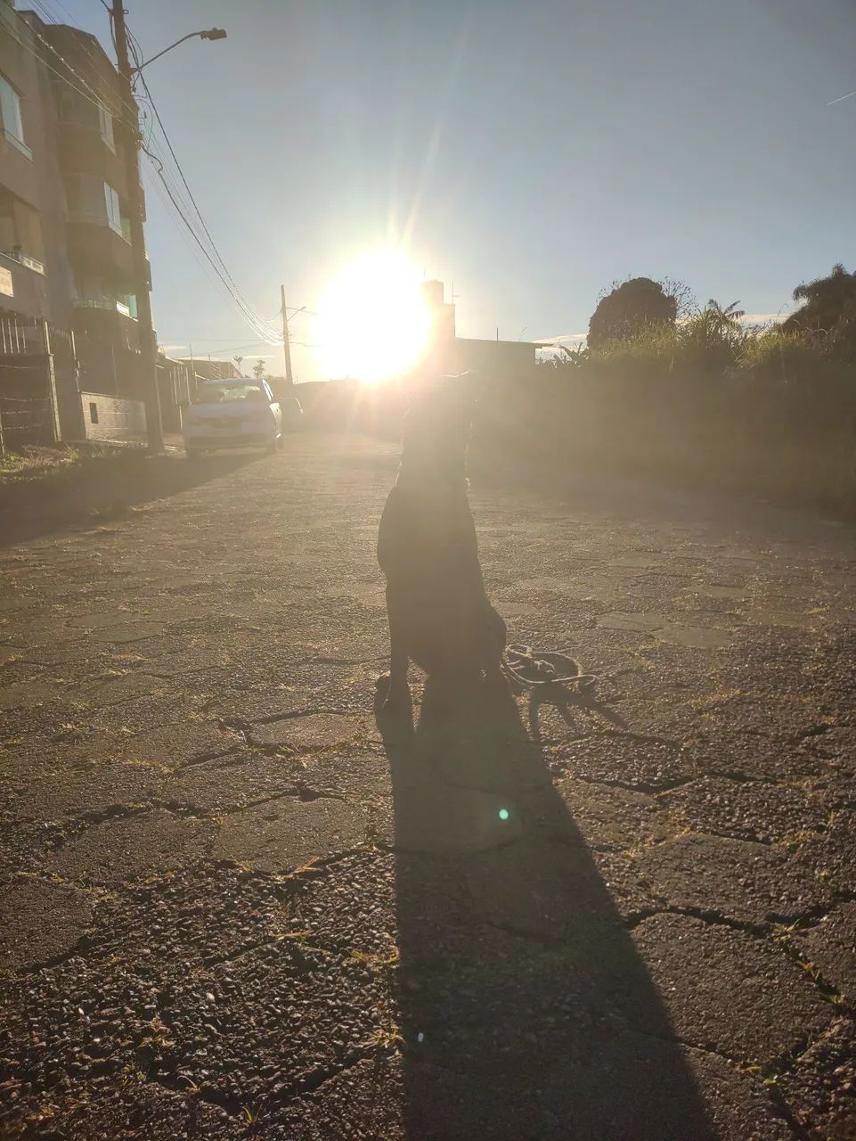 Doação de mix de labrador com SRD - Foto 2