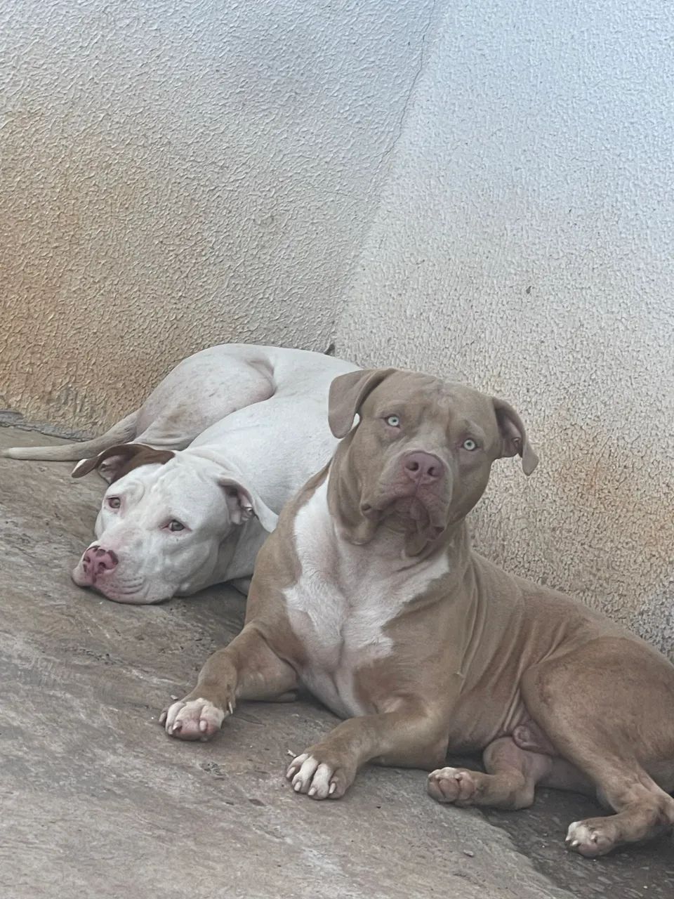 Filhote macho pitbull puro - Foto 5