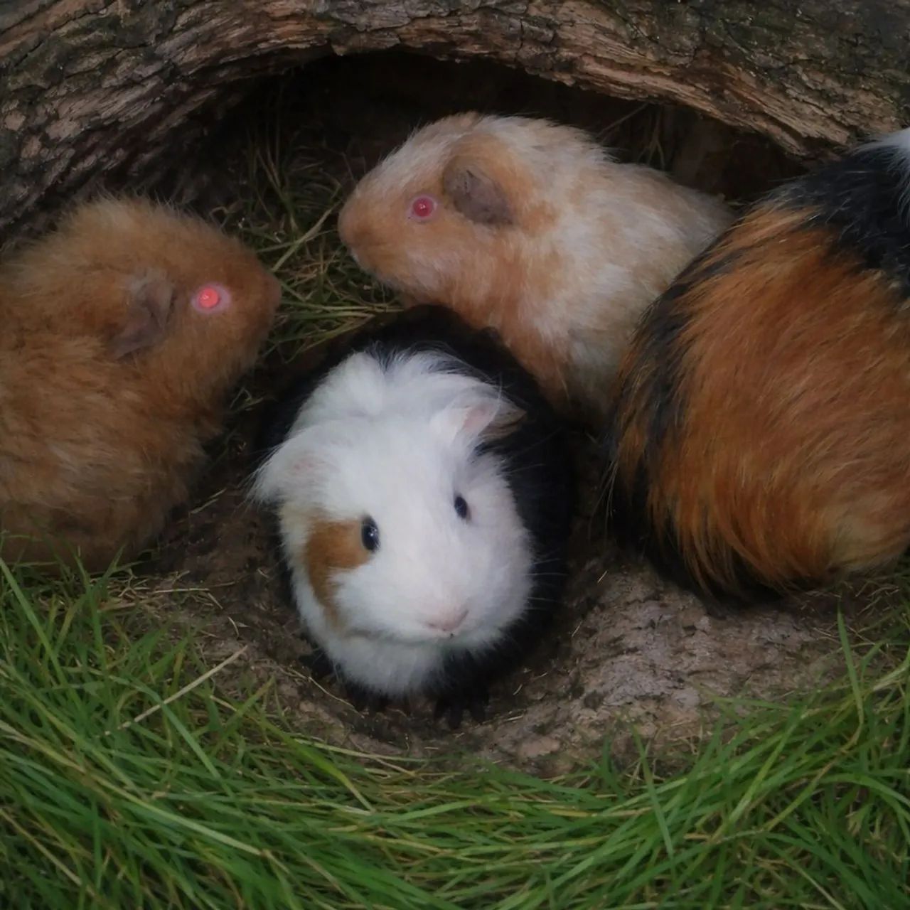 Porquinhos da Índia 5 por 125