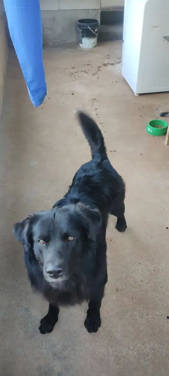 Cachorro doação  - Foto 2