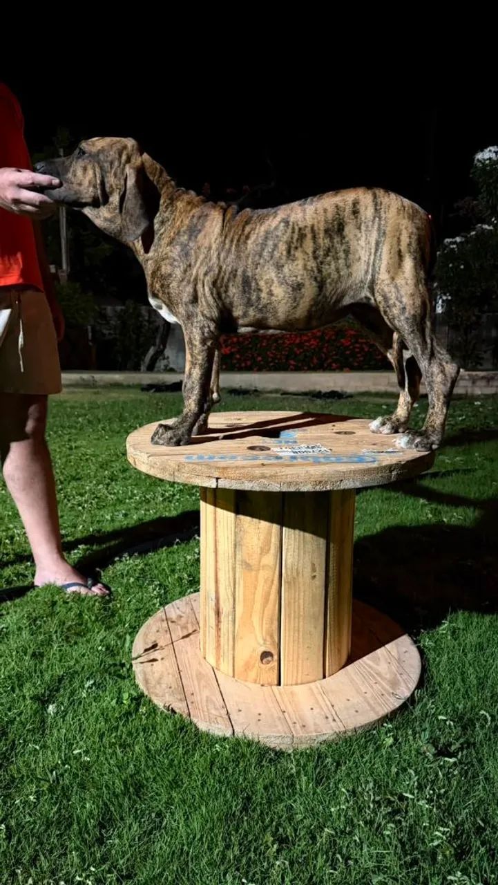 Fila Brasileiro  - Foto 5