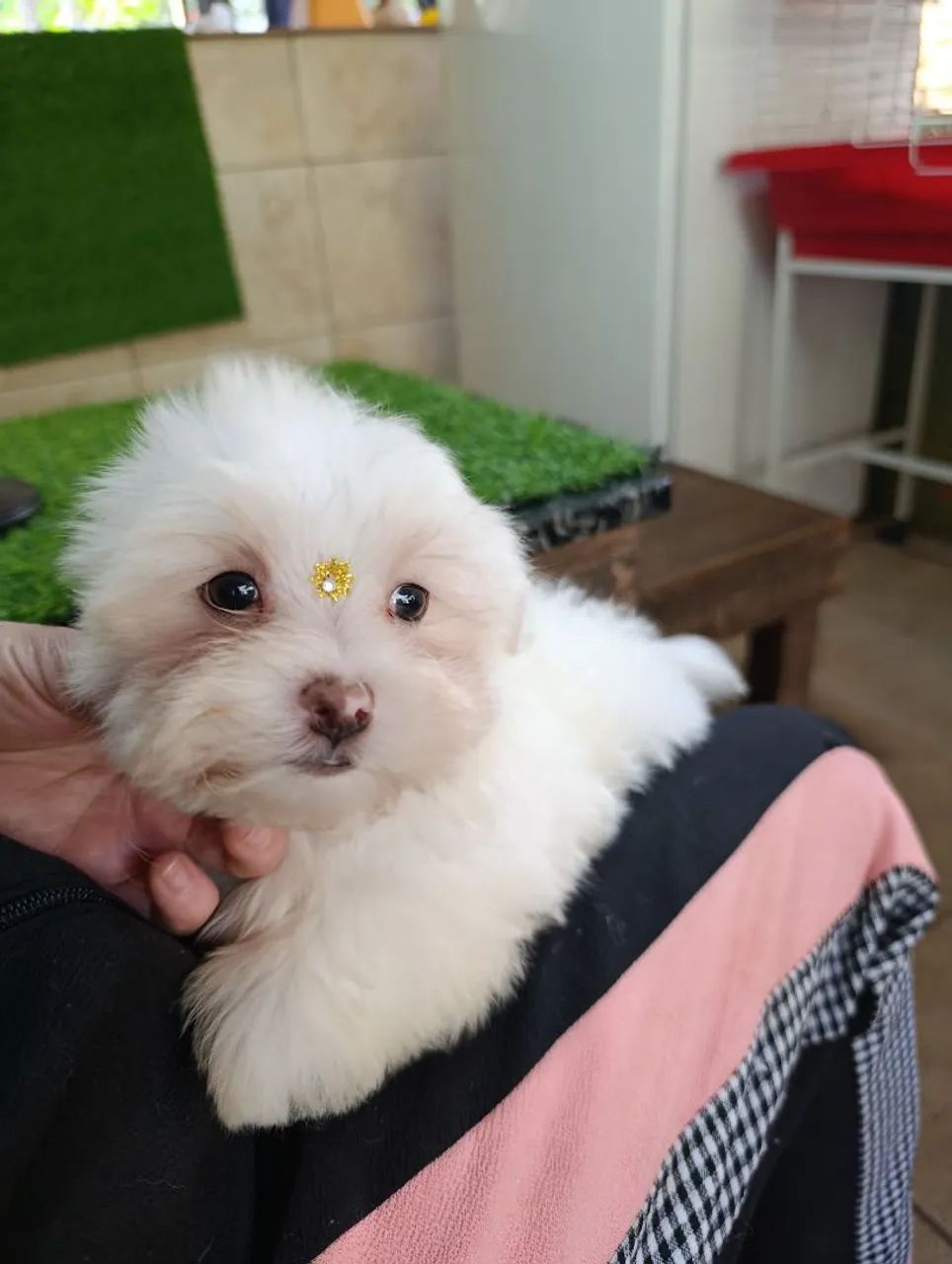 Maltês Mini macho - Foto 2