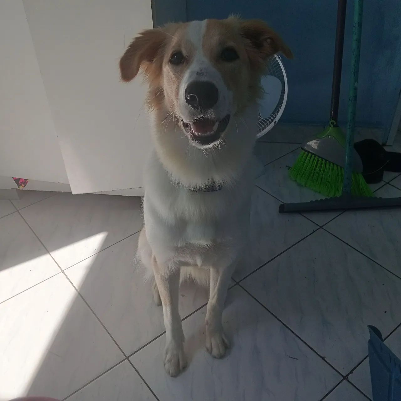 Doação responsável  - Foto 3