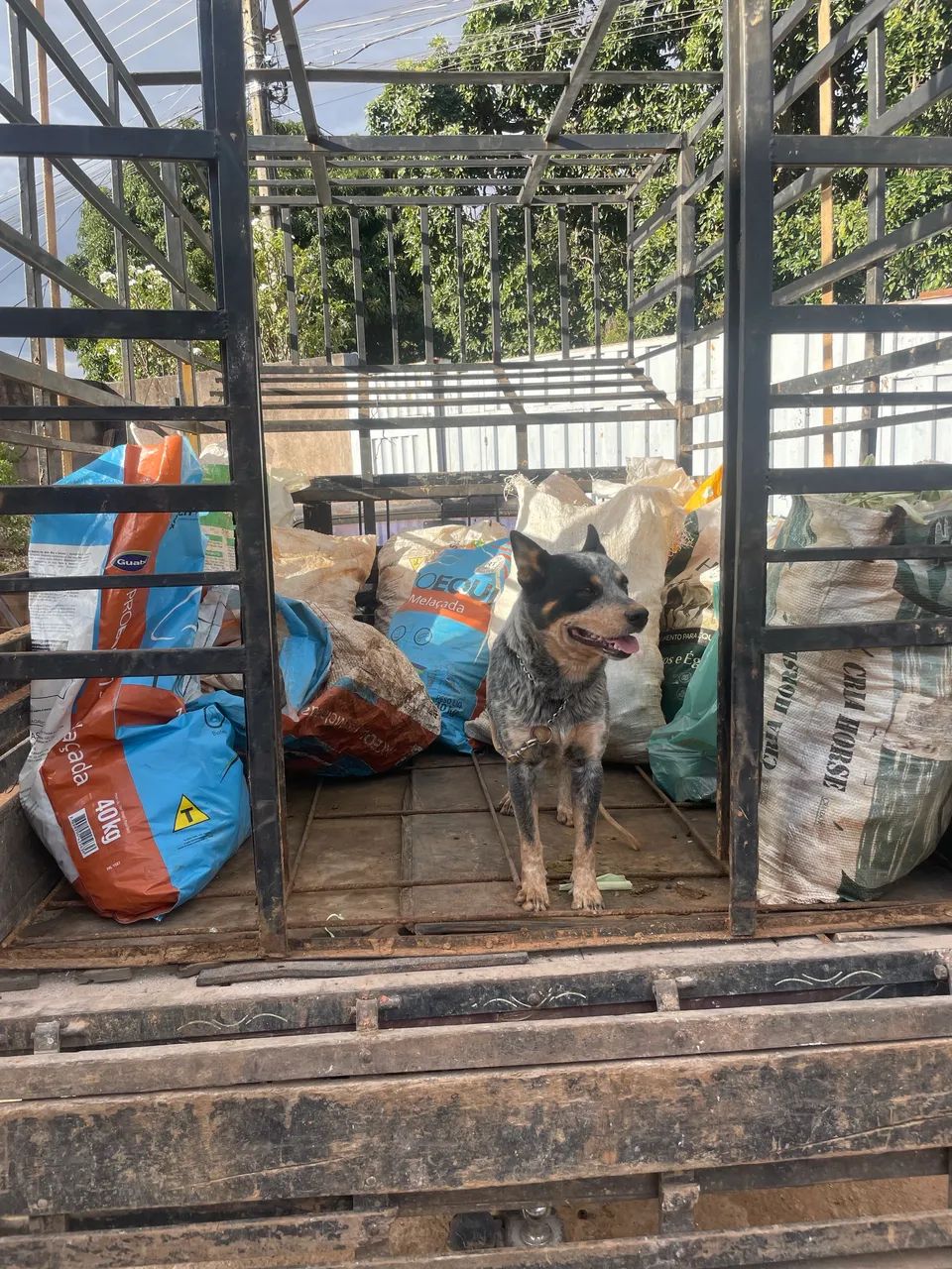 Blue heeler  - Foto 3