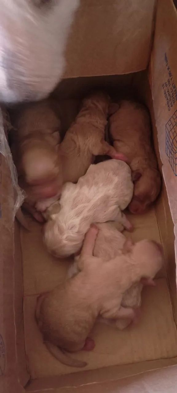 Filhotes Poodles  - Foto 5