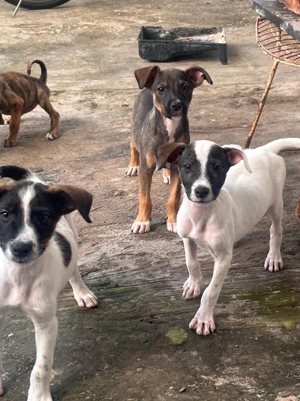 Doação  - Foto 4