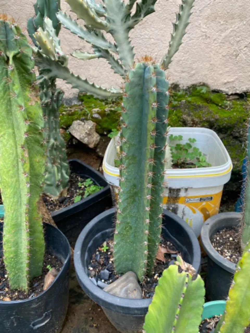 Cactos a venda - Foto 6