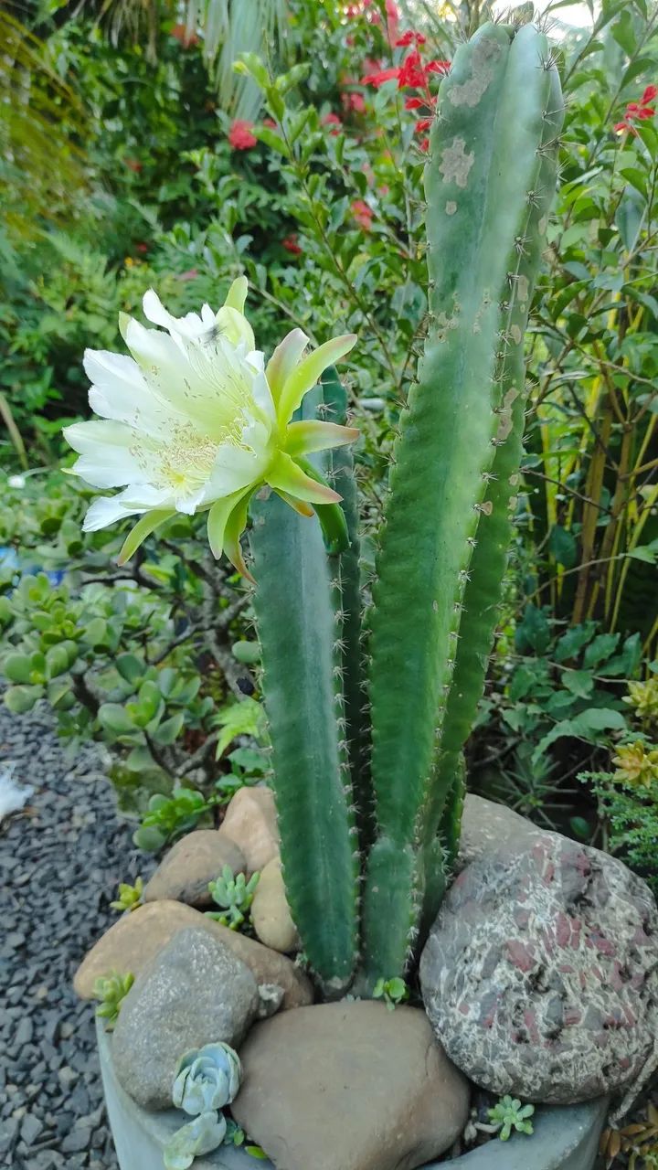 Cactos e suculentas - Foto 3