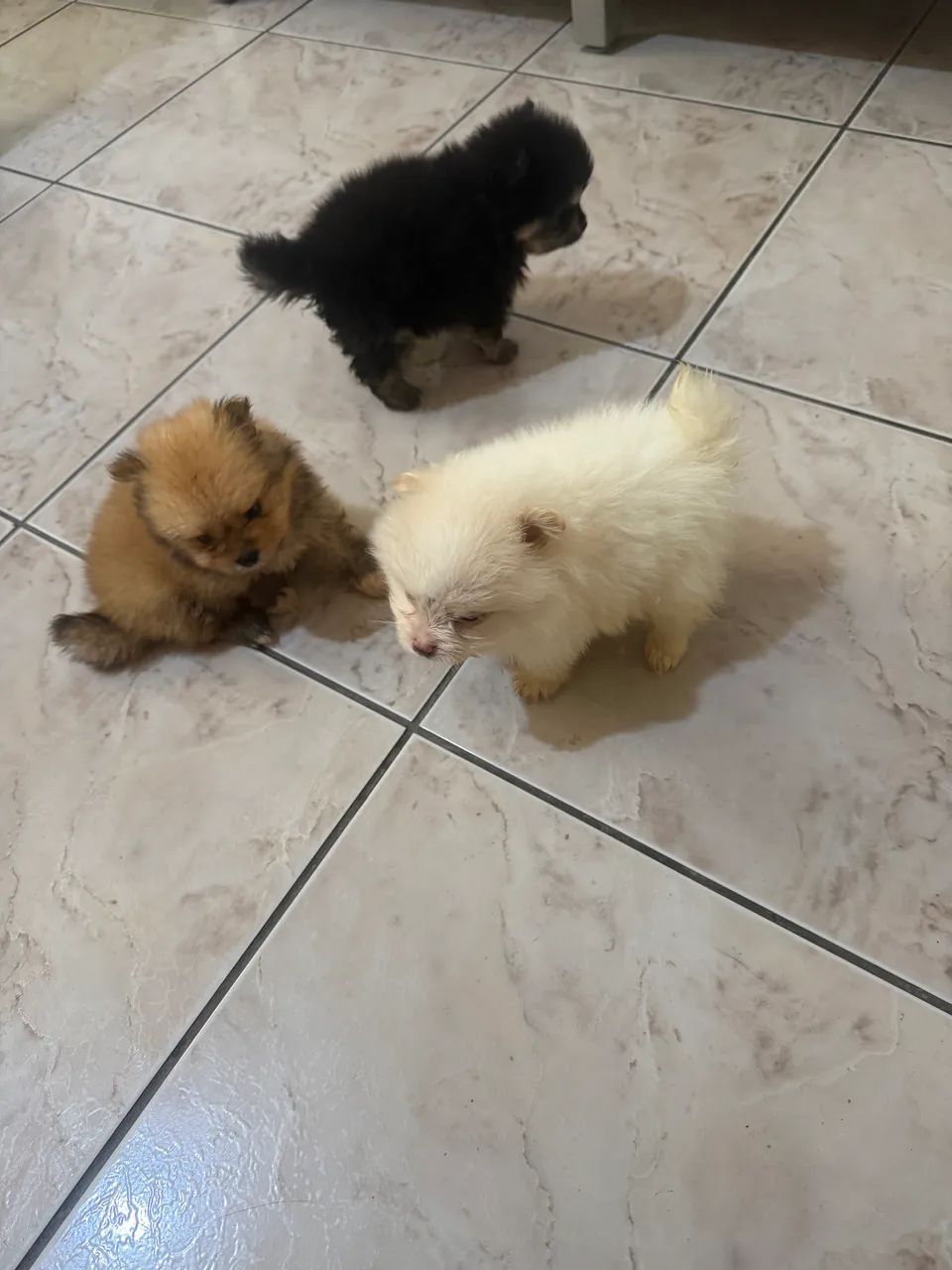 Spitz alemão  - Foto 3