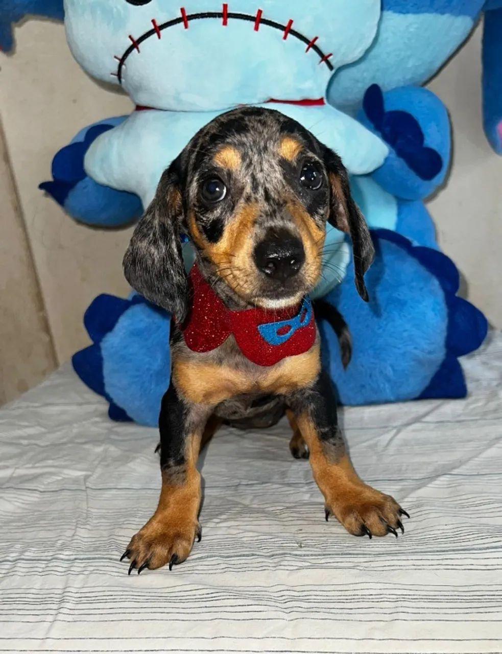 Dachshund Arlequim - Encantador e Carinhoso