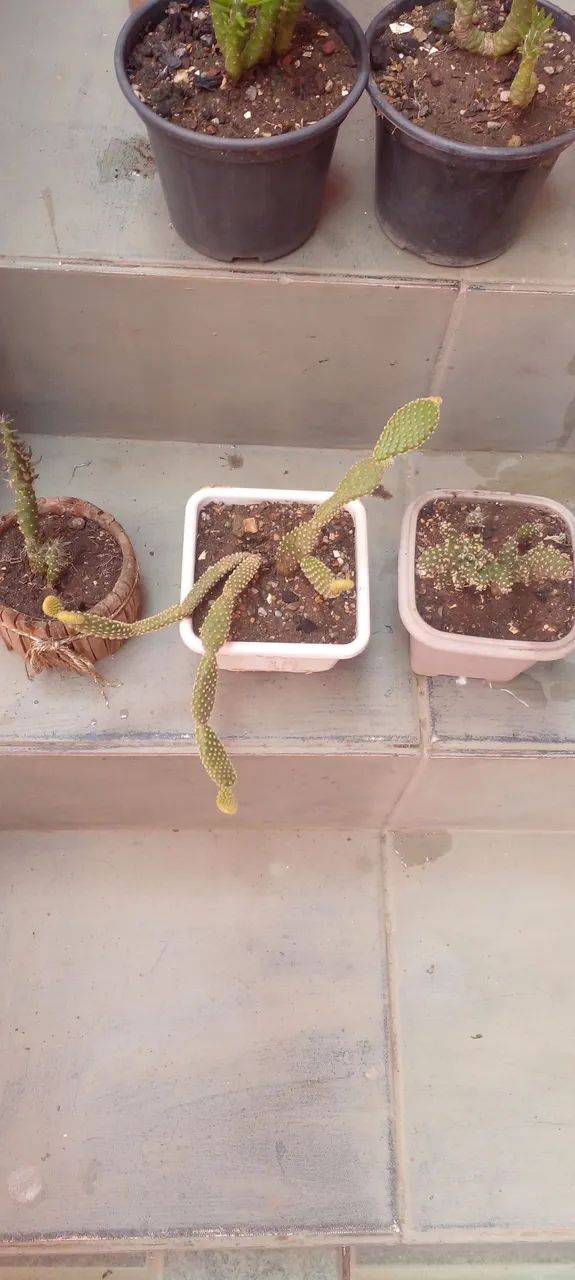 Vários vasos de cactos  - Foto 4