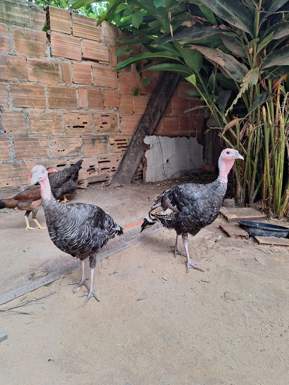 Casal de perus - Foto 4