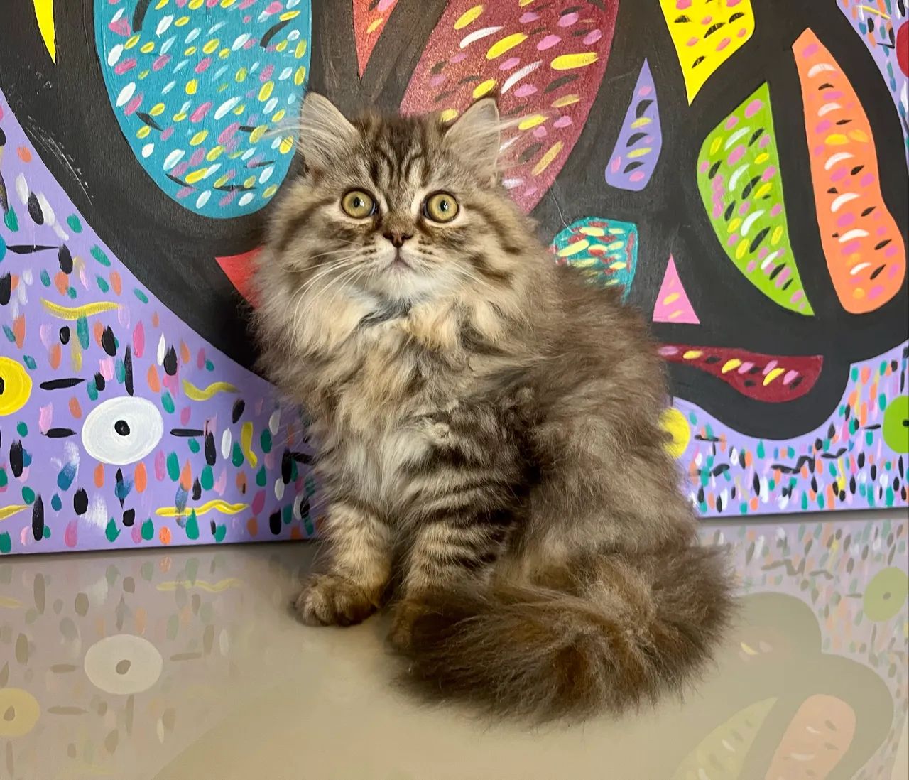 Gatinha Persa - Foto 4