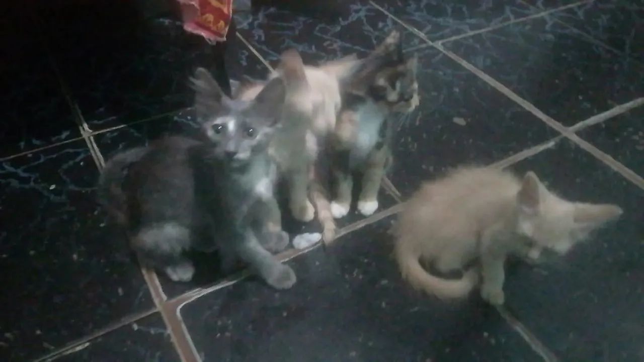 Gatos - Foto 4