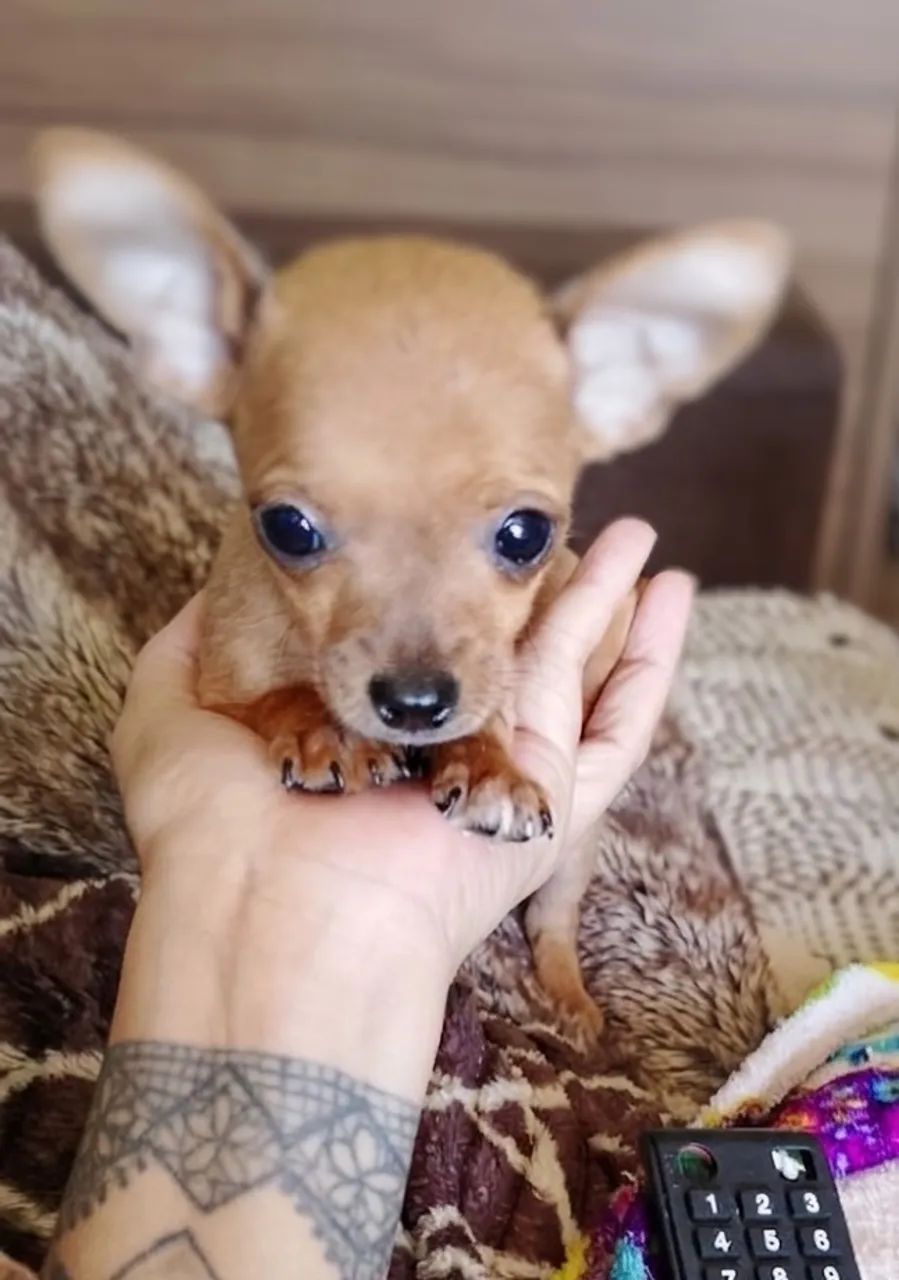 Pinscher macho com 60 dias vacinado 