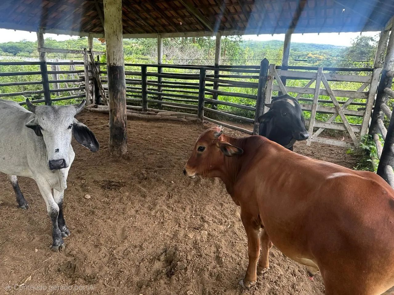 Lote de Gado ( vacas) - Foto 6