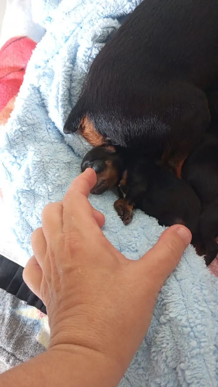 Vendo filhote Pincher macho - Foto 2