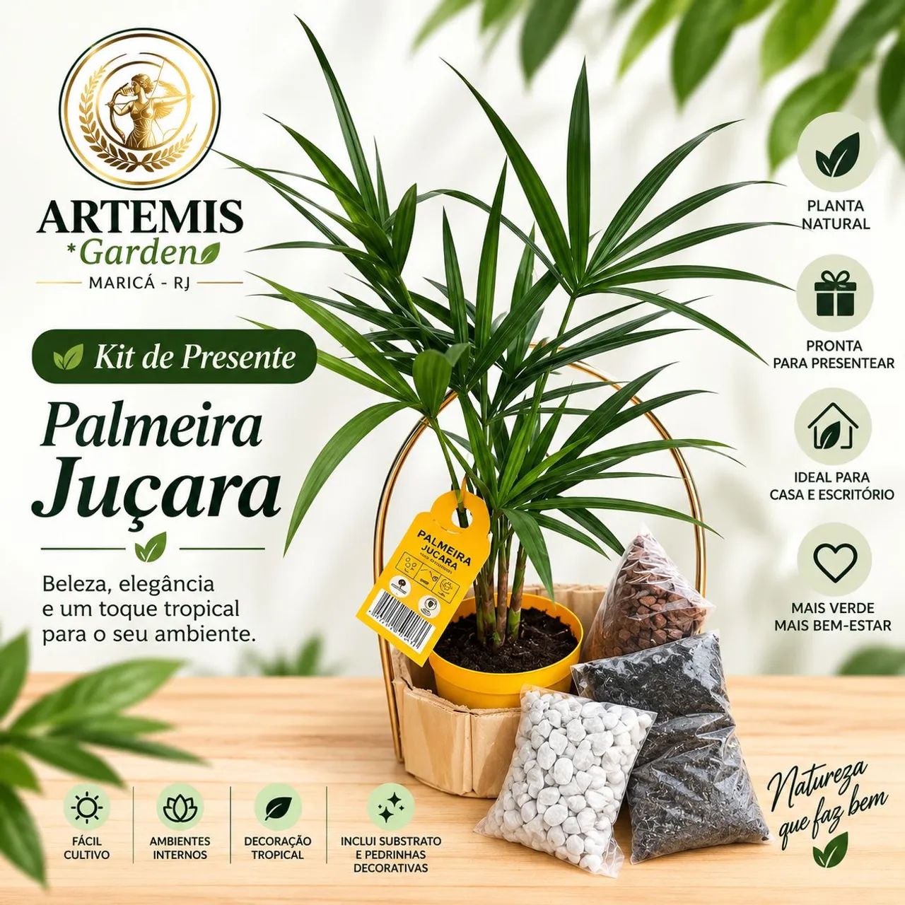Kit de plantas para presentear  - Foto 4