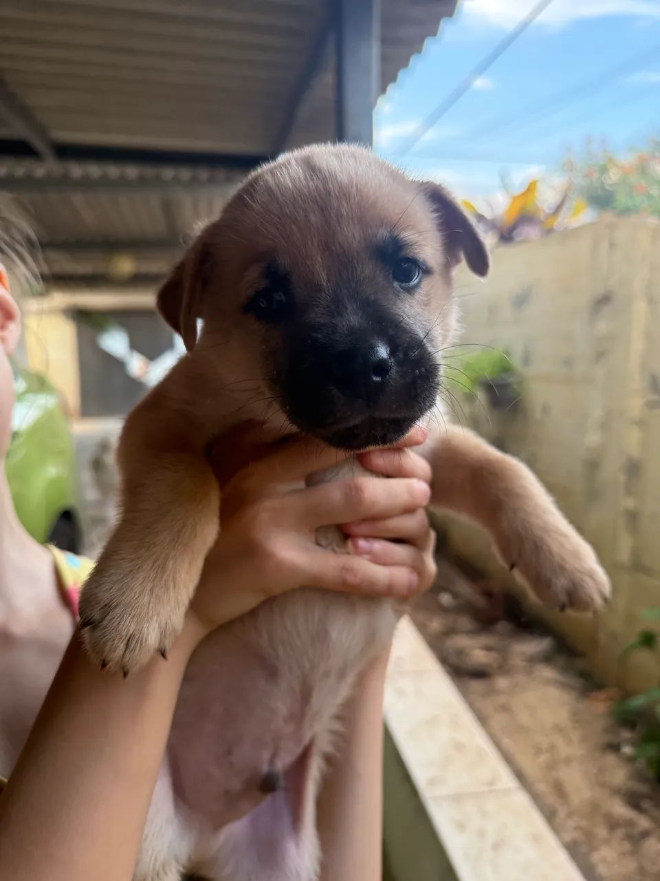 Filhote cachorro - Foto 2