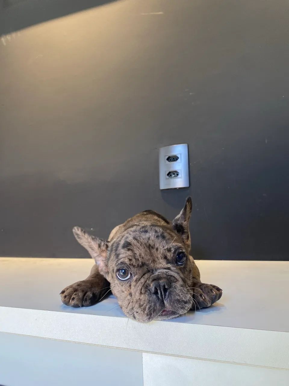 Buldogue francês (macho) 
