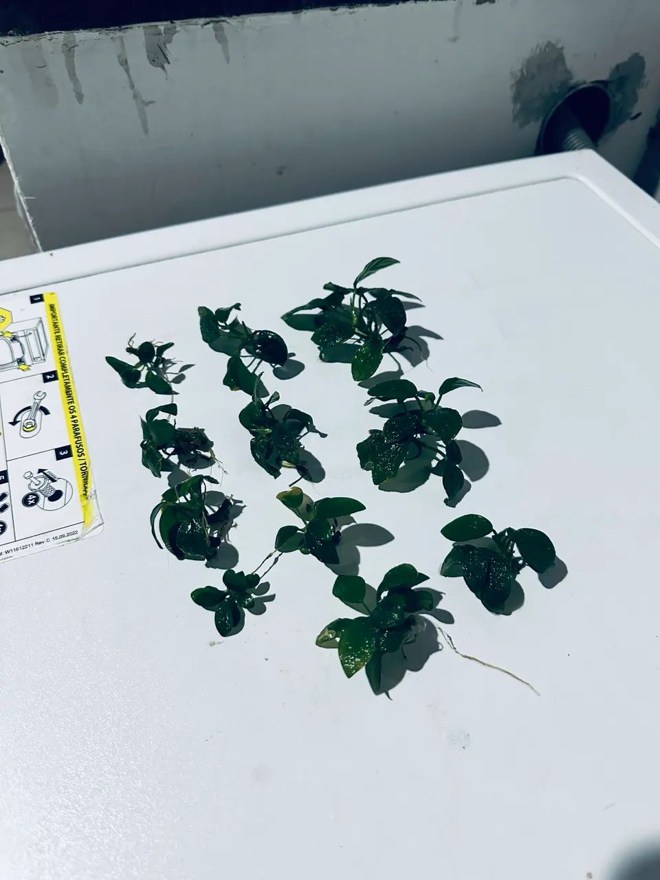 Anubia nana petit - Foto 2