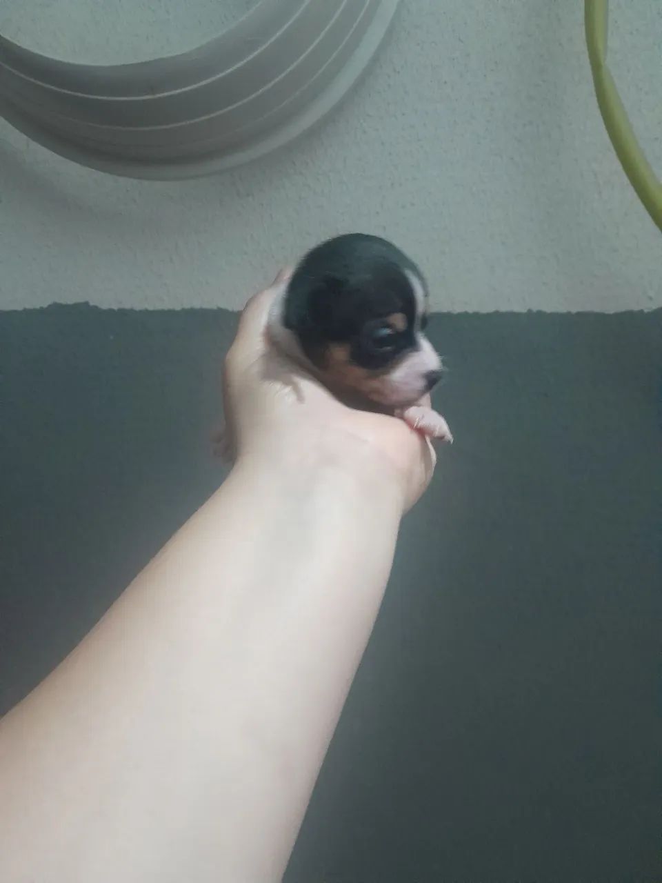 Pinscher zerinho 