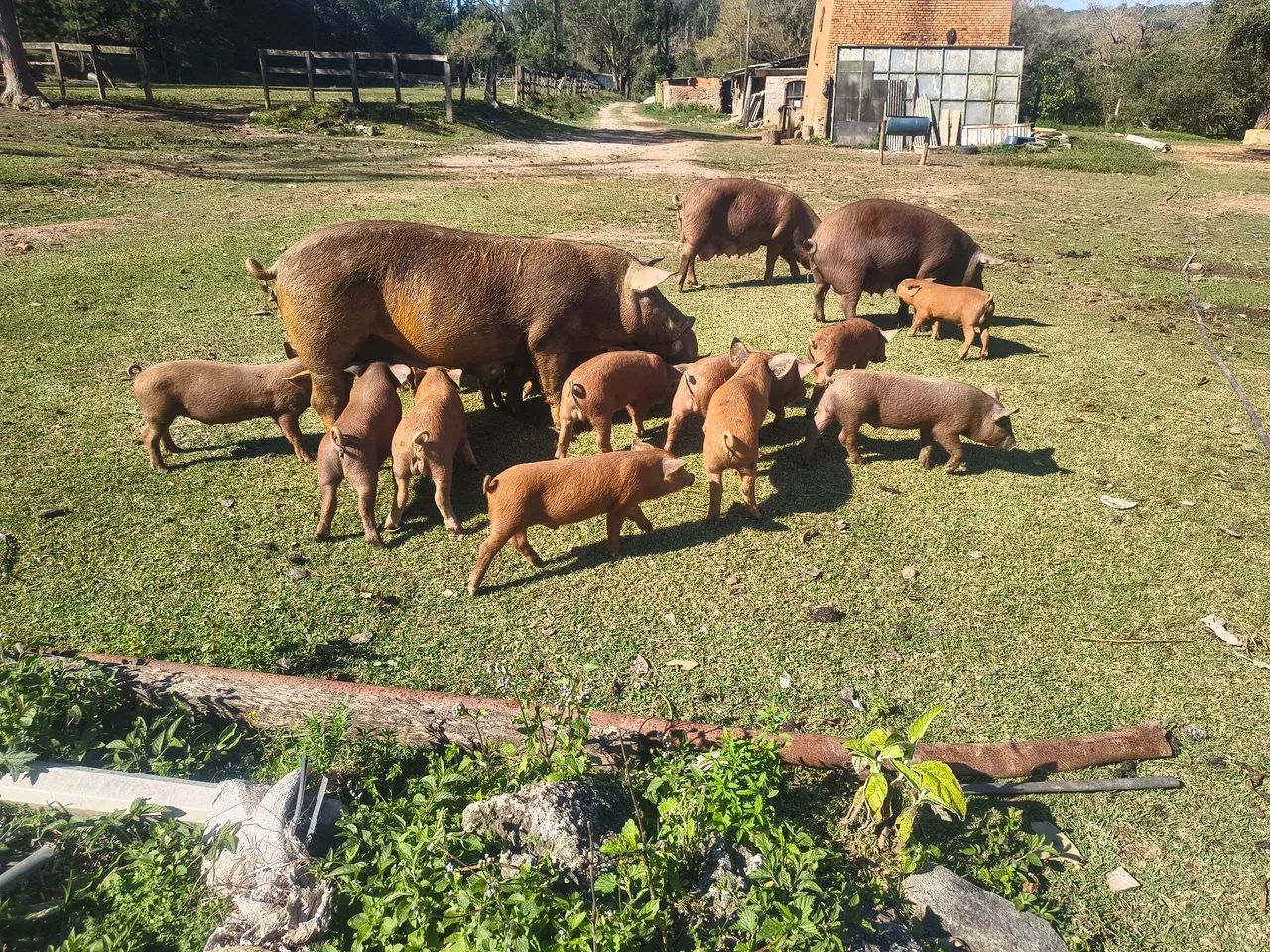 Leitões  - Foto 2