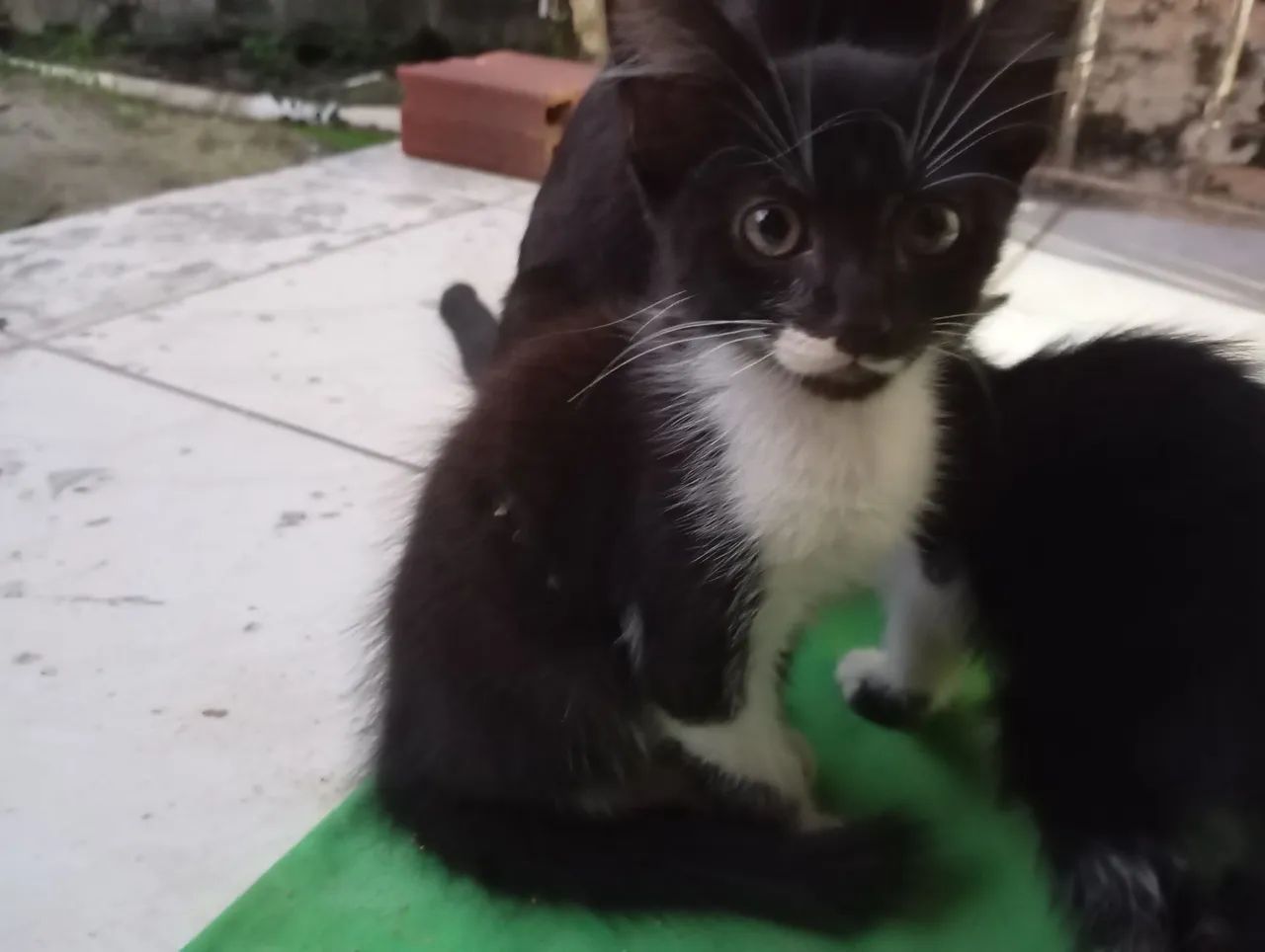 Adoção de gato filhote  - Foto 2
