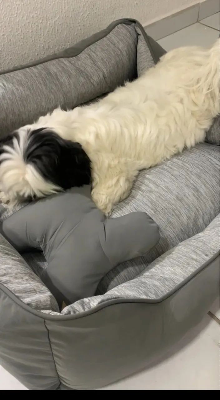 Cama de PET semi nova - Foto 4
