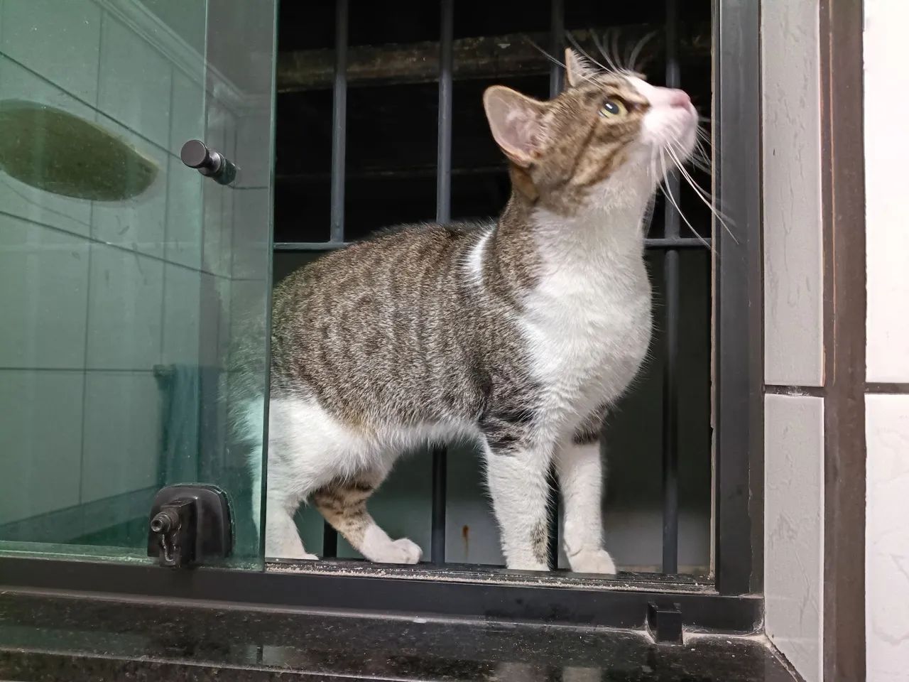 Gatinha pequena  - Foto 4