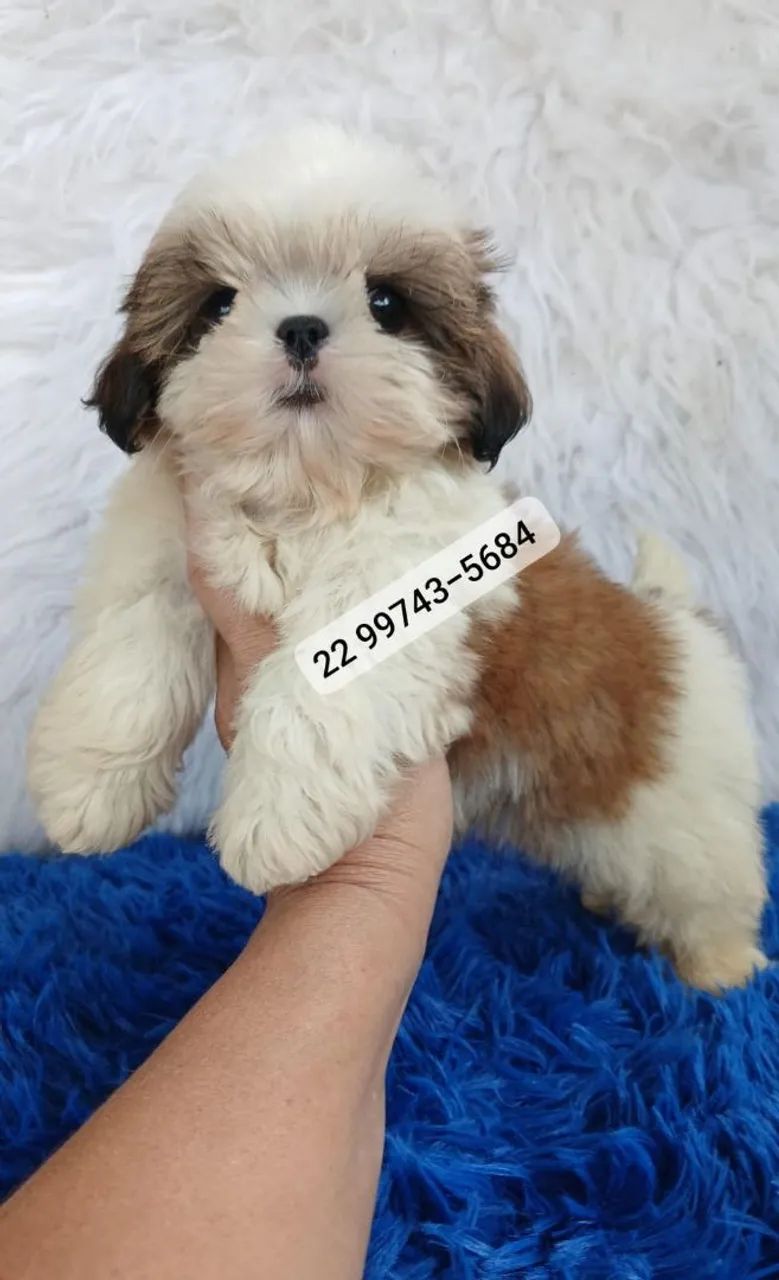 Shihtzu Machos 