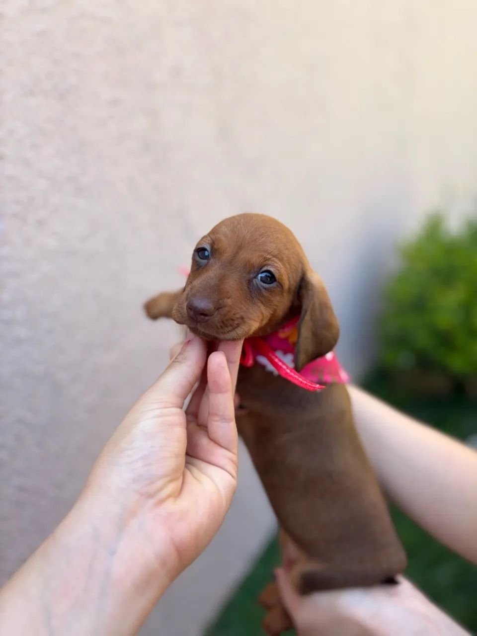 fêmea dachshund dourada  - Foto 3