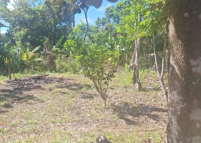 Terreno 2 km da praia em Serra Grande - Foto 2