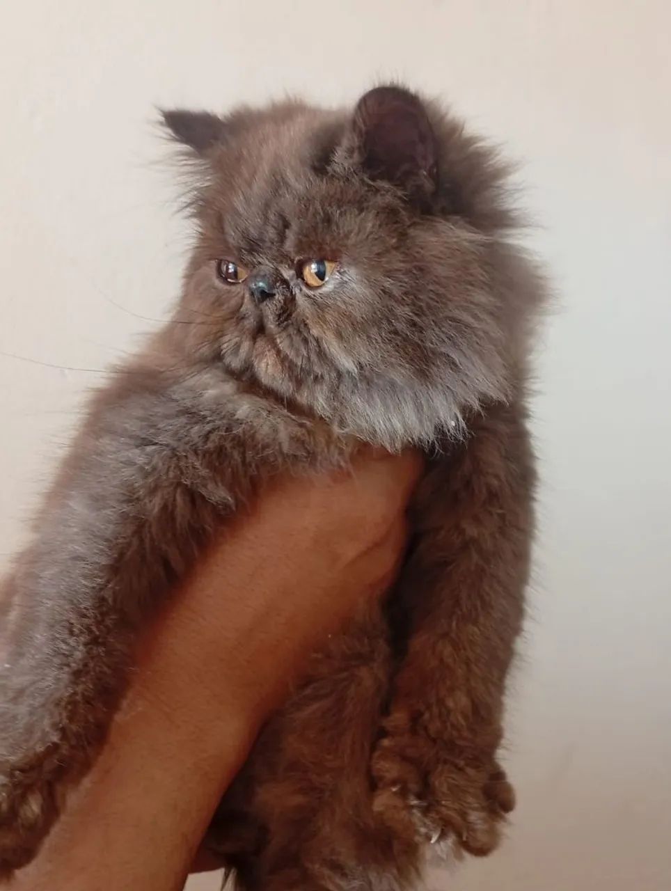 Gato Persa Macho  - Foto 3
