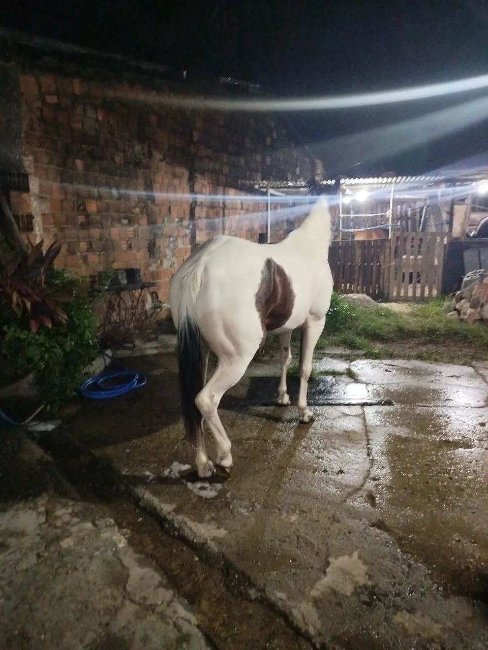 egua Quarto de milha - Foto 5