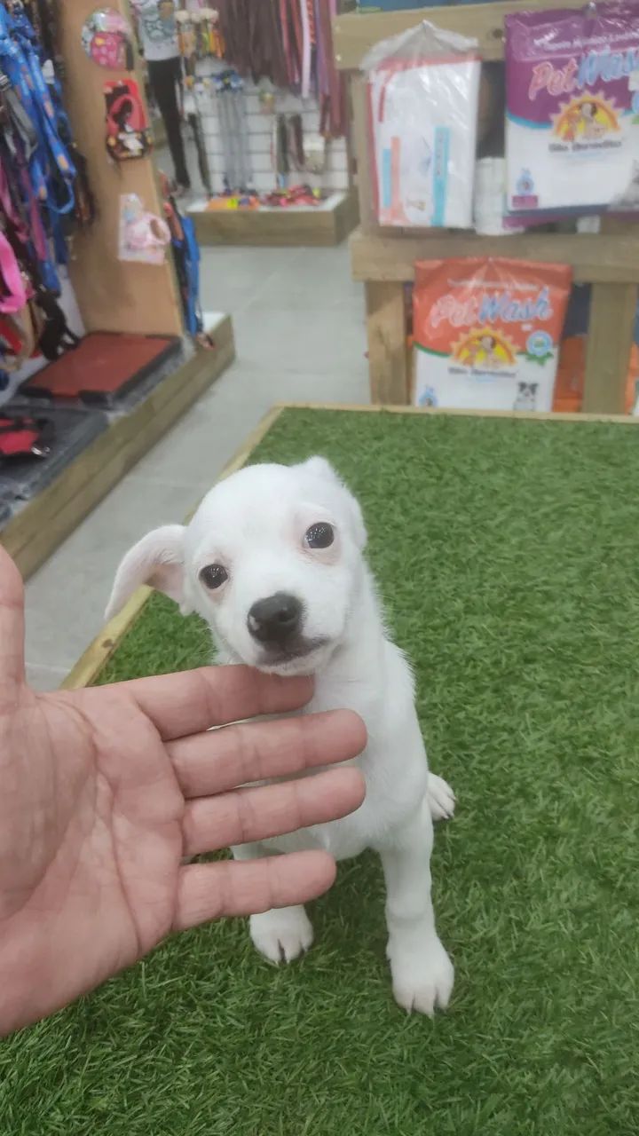 Pincher x Chiuahua  - Foto 3