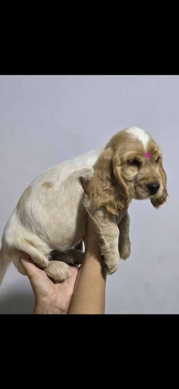 Filhote cocker spaniel inglês - Foto 3