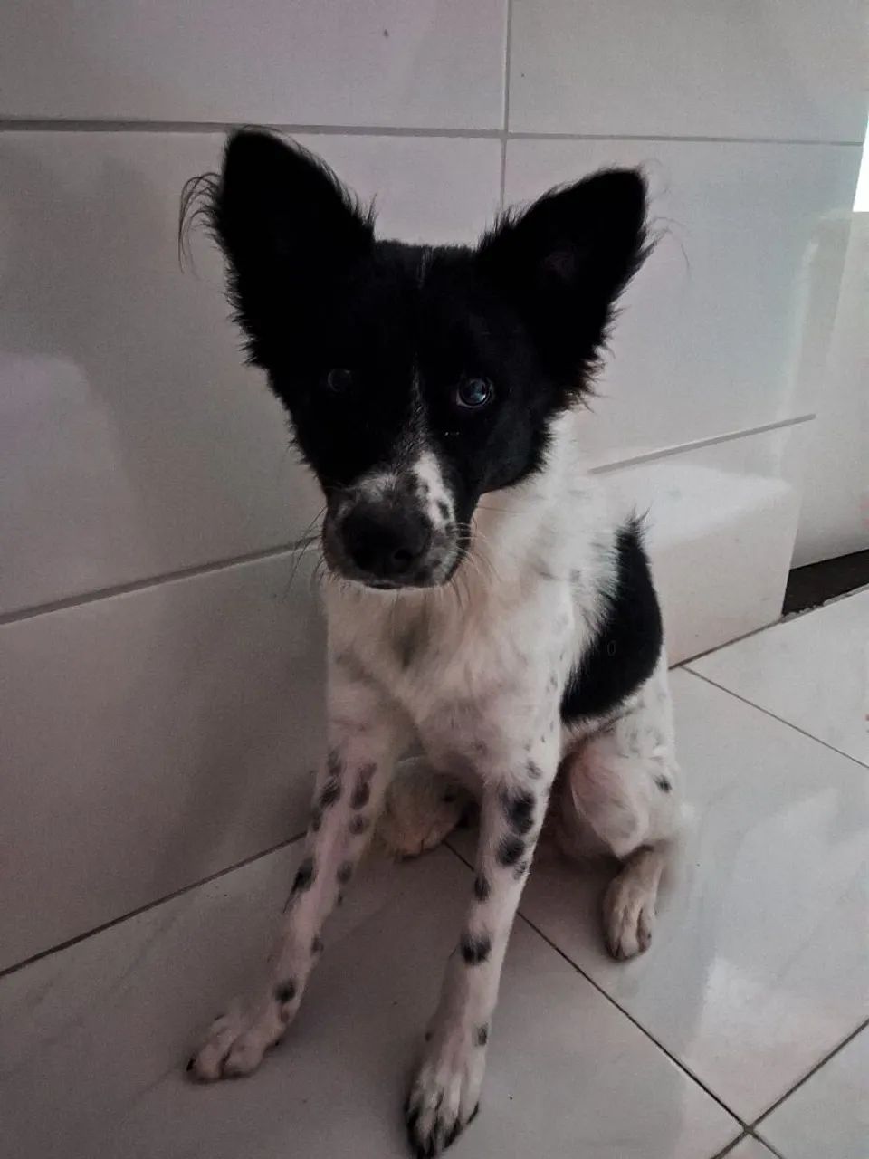Adoção cachorro macho! - Foto 2