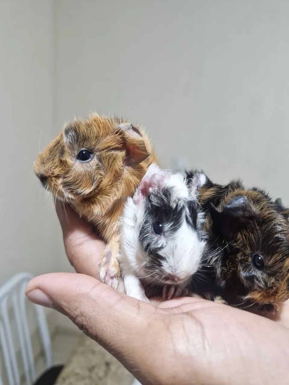 Filhote de  Porquinho da índia da raça Abissínio 