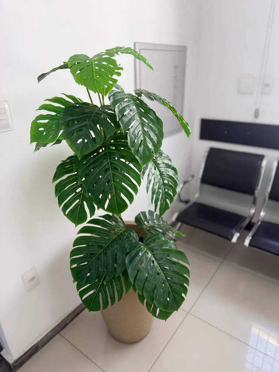 Planta decoração 