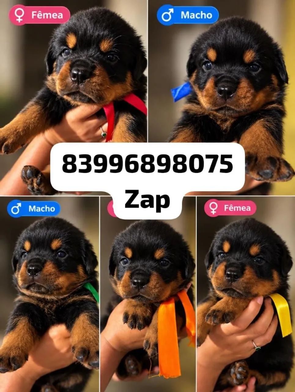 Disponível para vender 