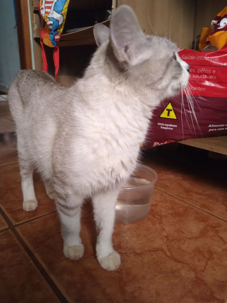 Doação de gata  - Foto 4