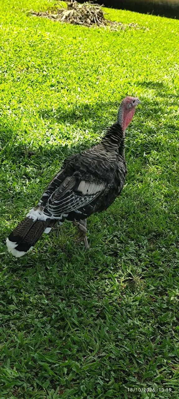 Peru macho  - Foto 2