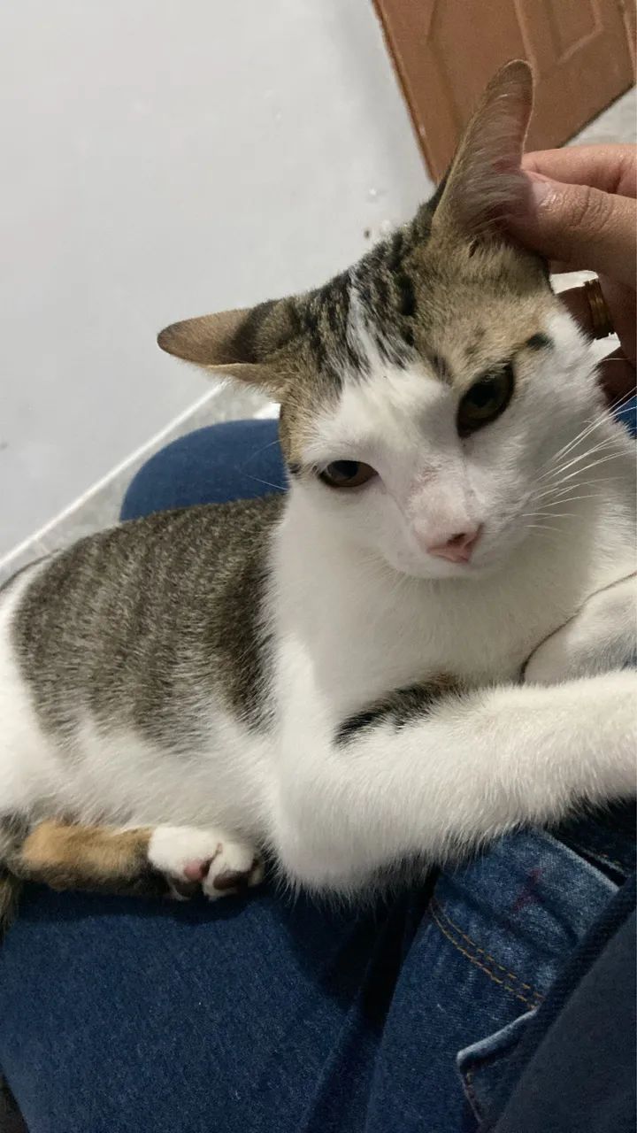 DOAÇÃO GATINHOS - Foto 5