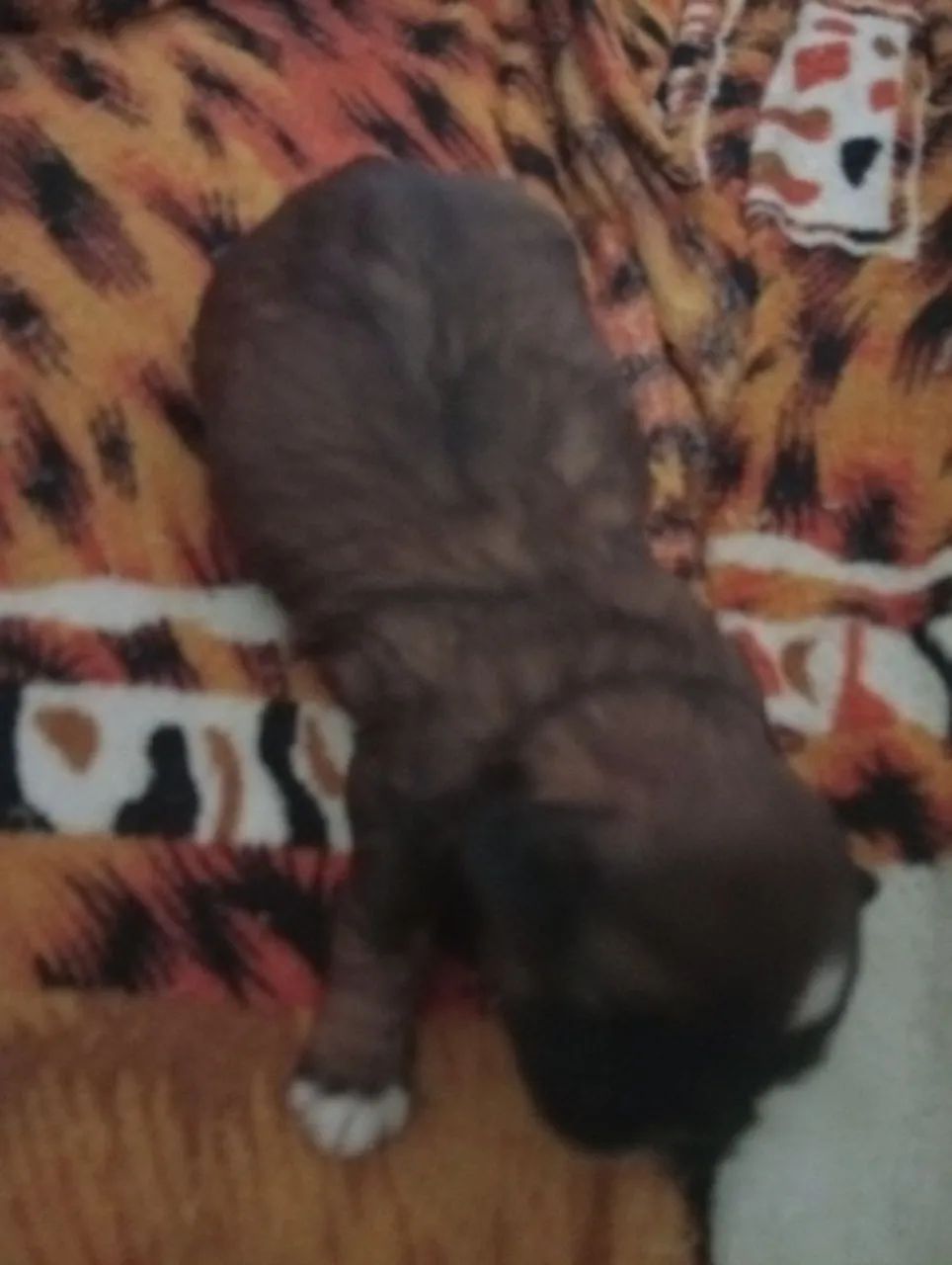 Cachorro - Foto 3