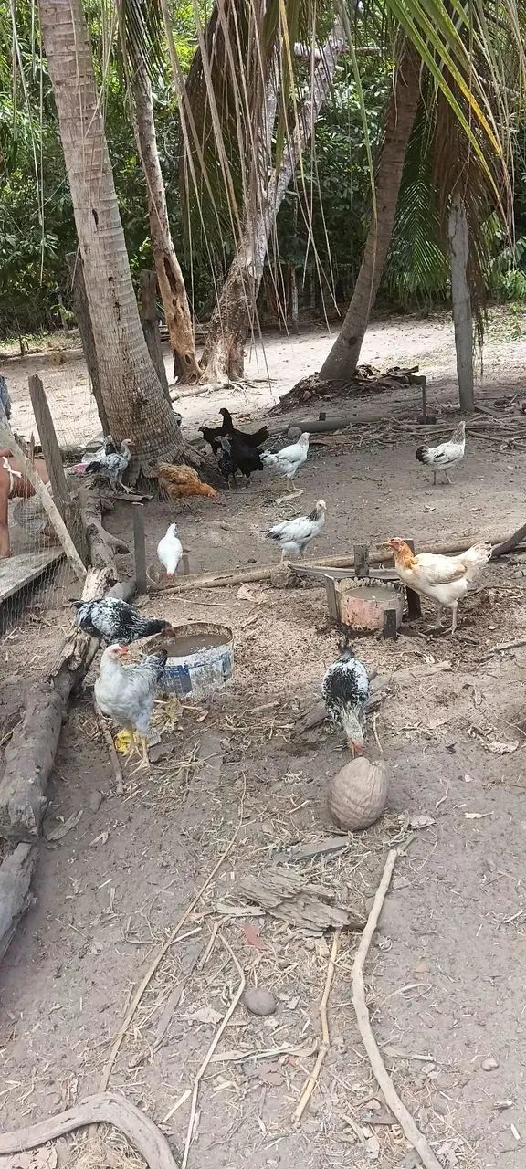 Animais - Foto 3