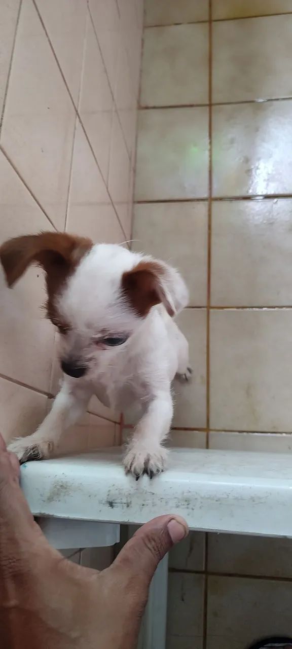 Doação de cachorro pinscher com yorkshire  - Foto 2