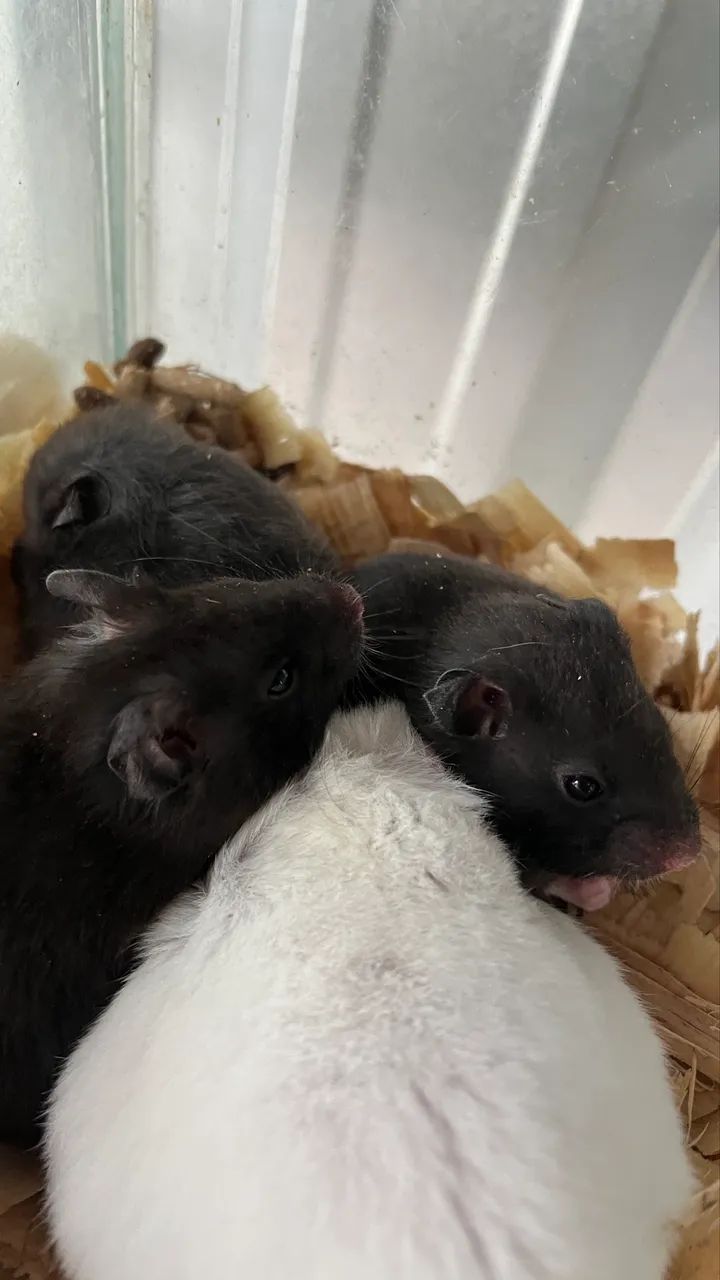 Hamster - Foto 2