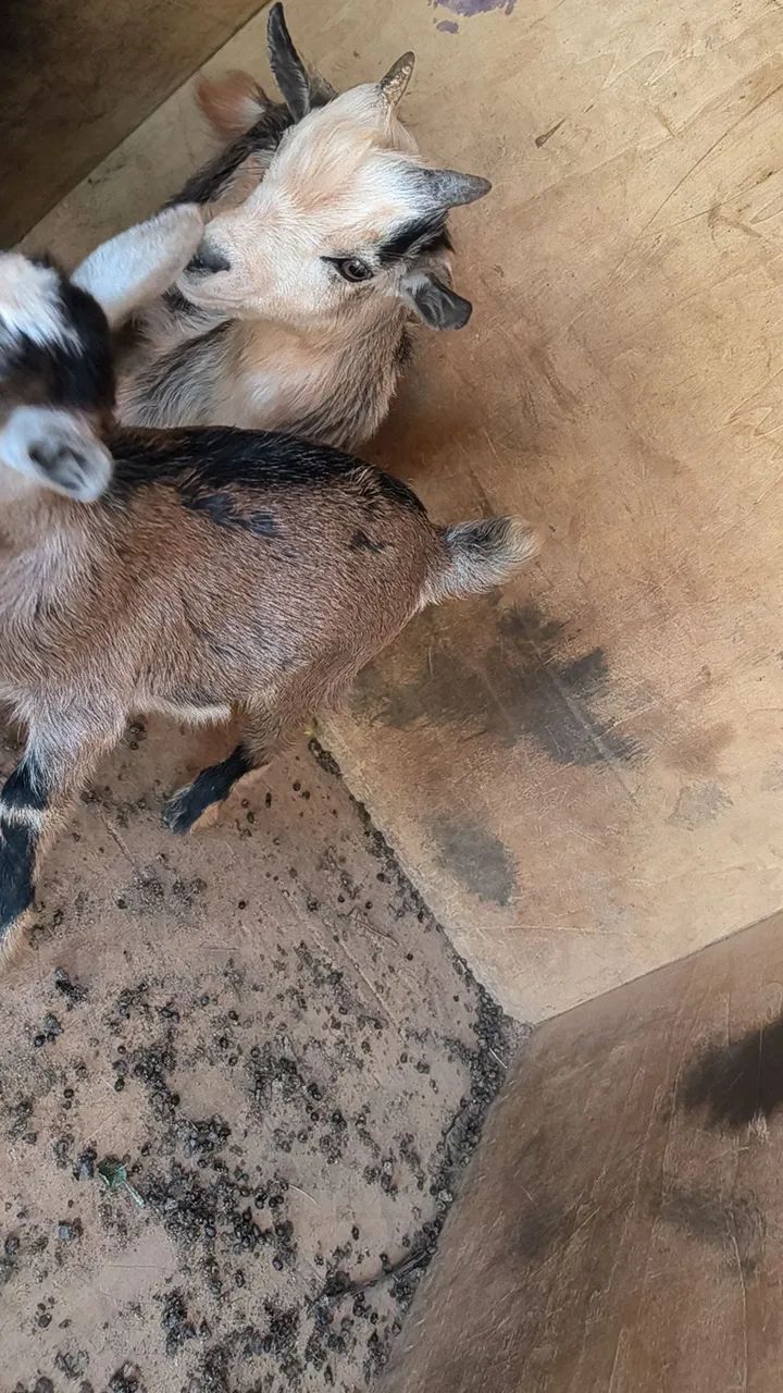 Mini cabrito  - Foto 4