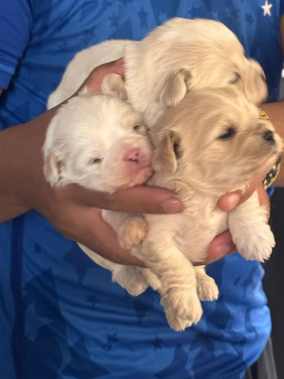 Lhasa apso - Foto 4
